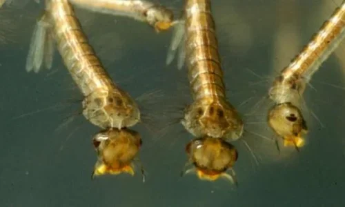 mosquito_larvae_03-12-13
